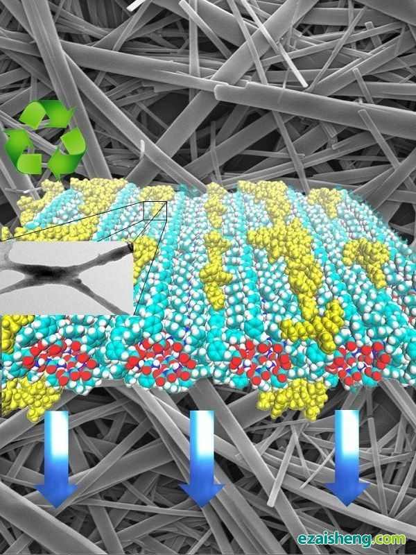 图中显示肽纳米管上聚合物分布的模拟图，以及纳米复合材料的电子显微影像
